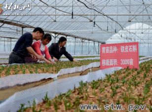松桃發(fā)展中藥材產(chǎn)業(yè)鐵皮石斛