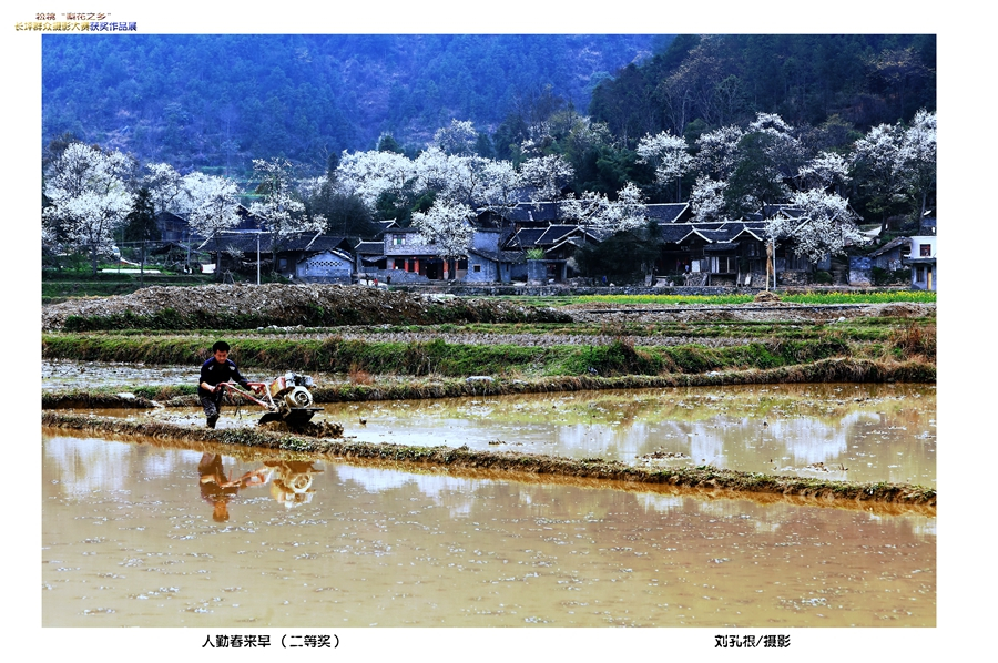 長(zhǎng)坪“梨花之鄉(xiāng)”攝影大賽獲獎(jiǎng)作品賞析【一】