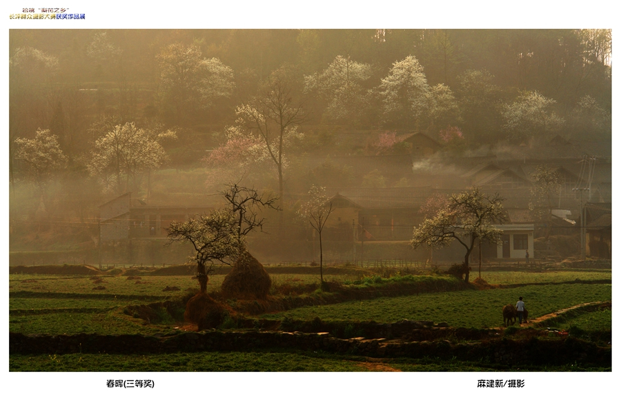 長(zhǎng)坪“梨花之鄉(xiāng)”攝影大賽獲獎(jiǎng)作品賞析【一】