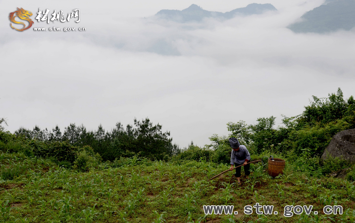 松桃.響水梯田 美景如畫(huà)