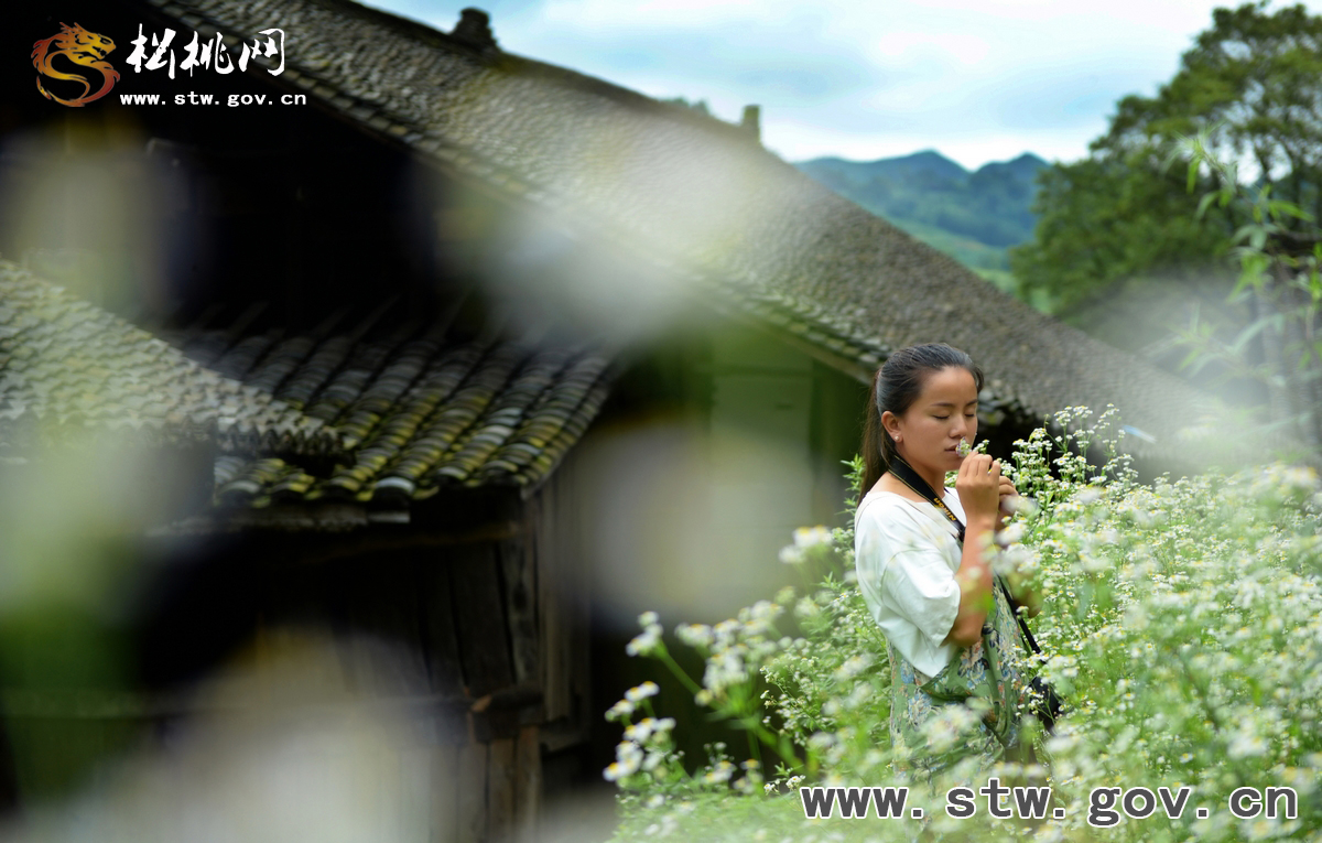 花開(kāi)陌上 我在坡坡等你