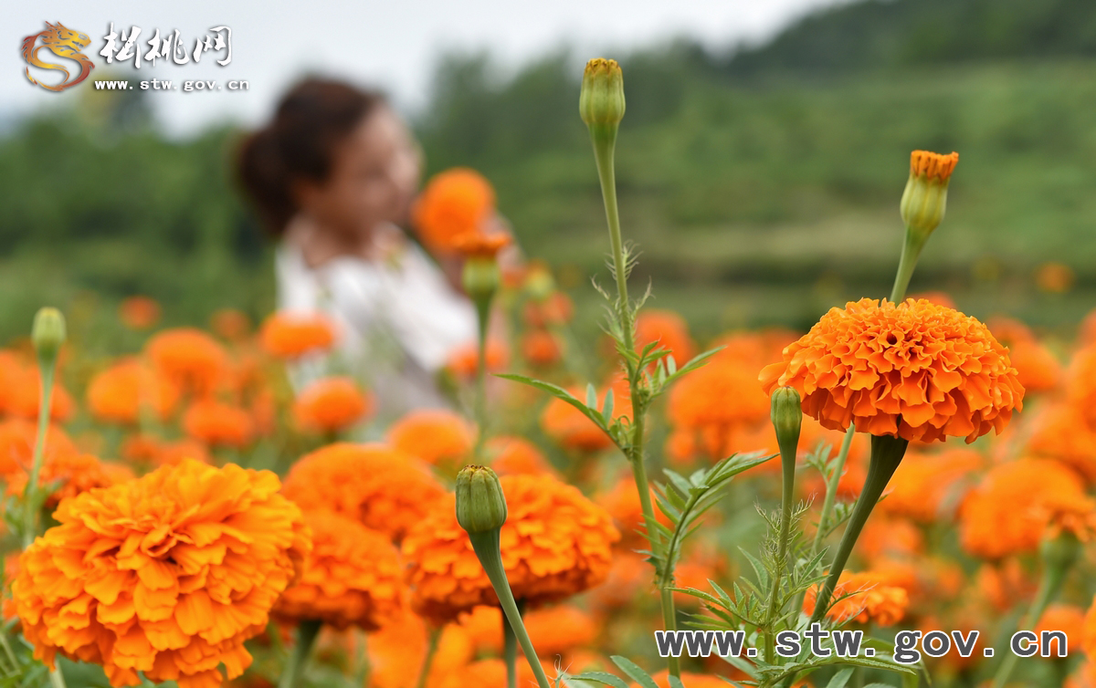 守望花?！∥以陂L興等你！