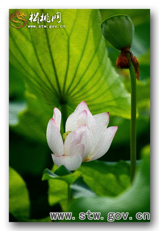 夏日荷花入畫來