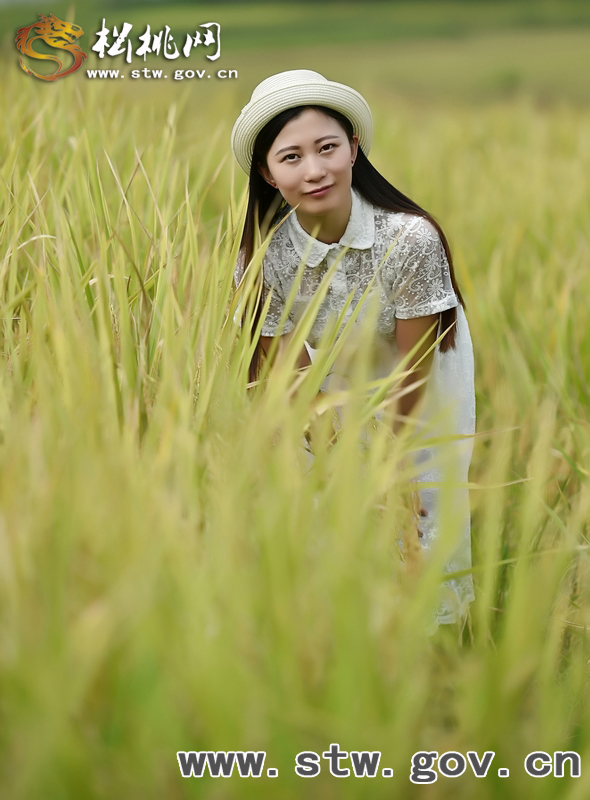 初秋·稻香