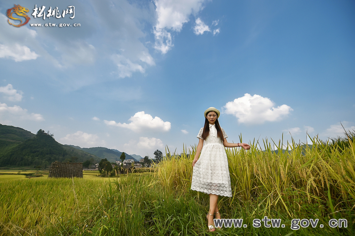初秋·稻香