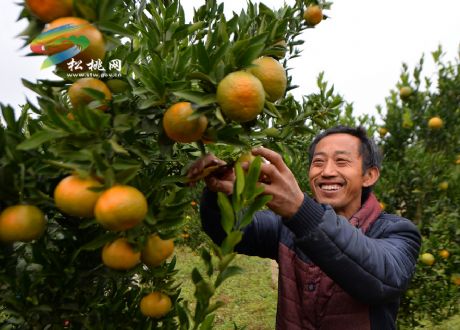 大坪：又到一年橘紅時