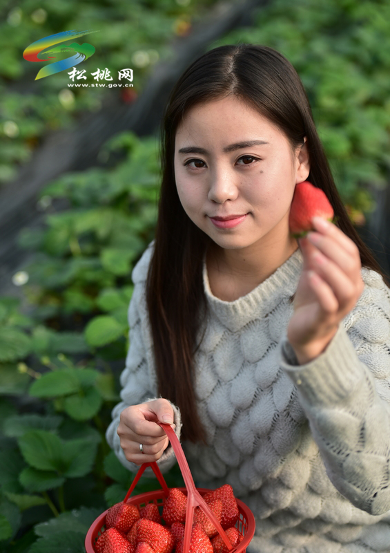 馨香農(nóng)場，草莓紅了！游客醉了！老板哭了！