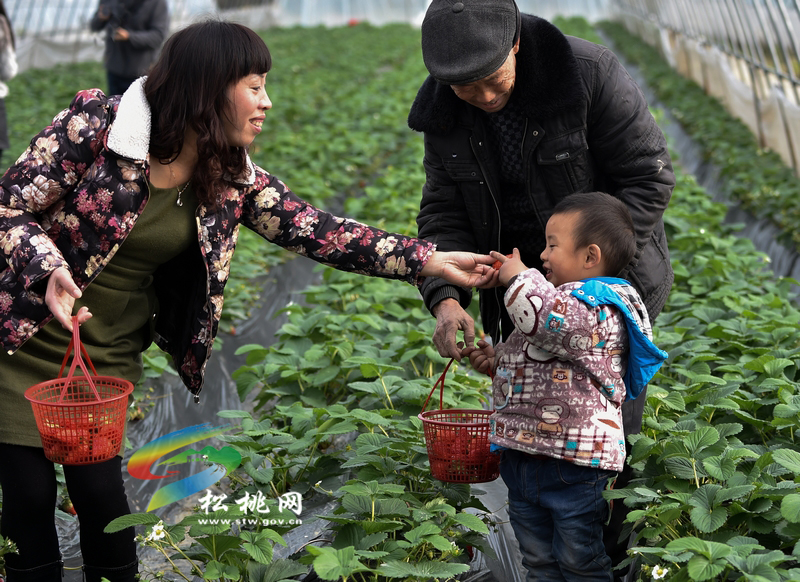 馨香農(nóng)場，草莓紅了！游客醉了！老板哭了！