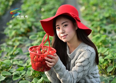 馨香農(nóng)場，草莓紅了！游客醉了！老板哭了！