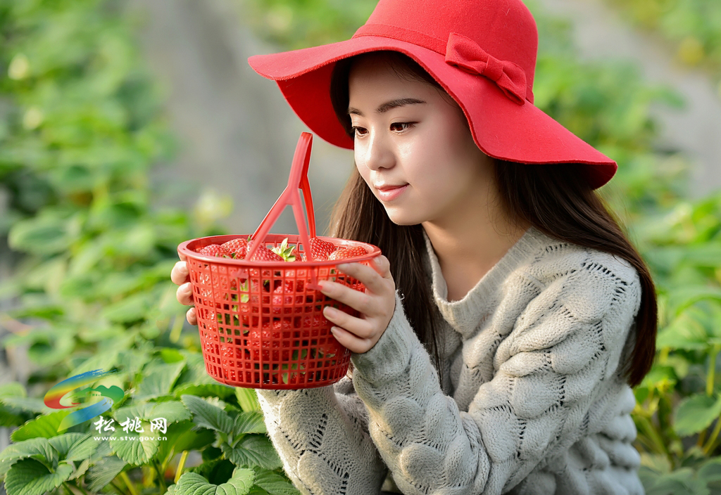 草莓紅了！我來了！你在哪？