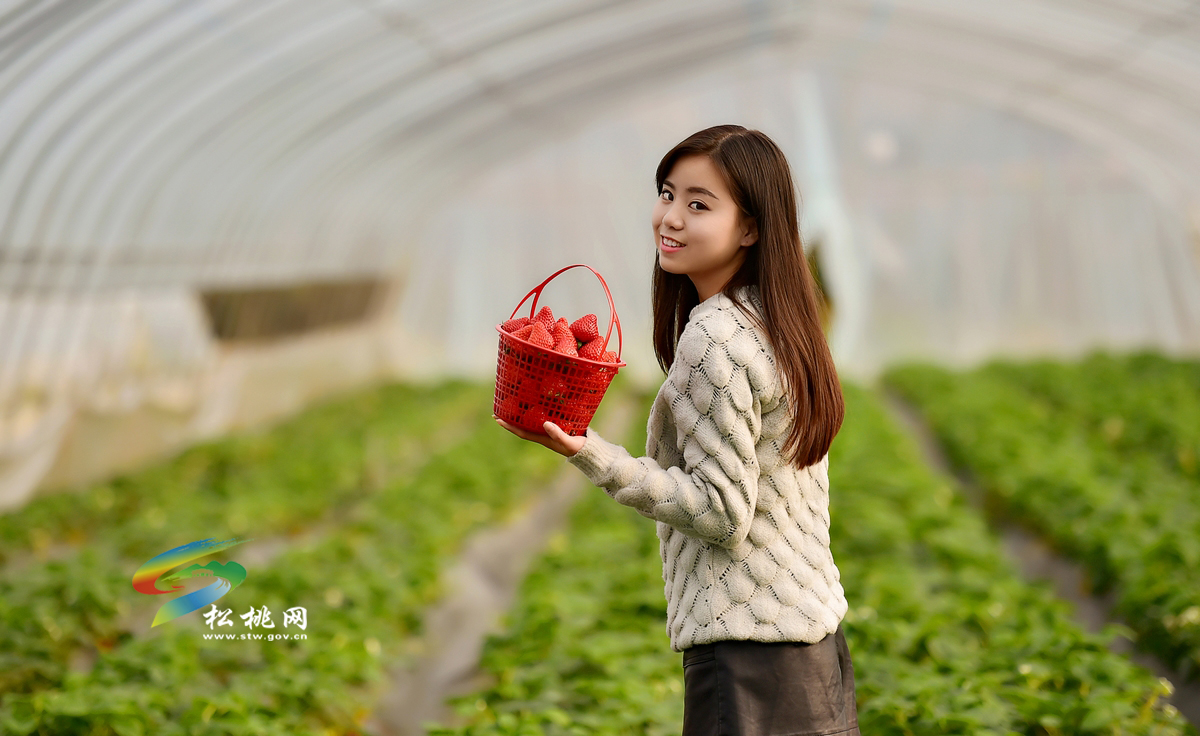 草莓紅了！我來了！你在哪？