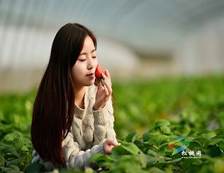草莓紅了！我來(lái)了！你在哪？
