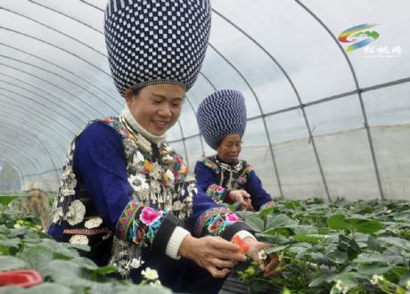 草莓紅 村民笑