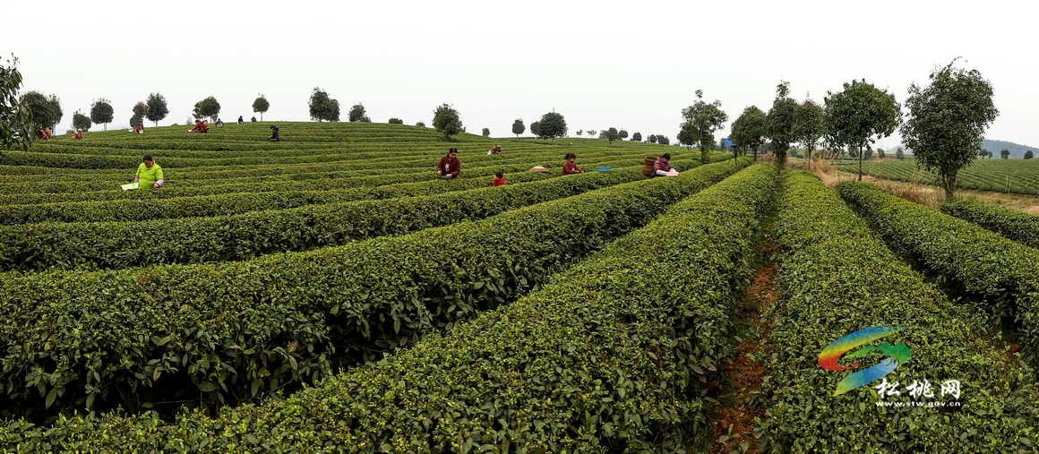 普覺現(xiàn)代農(nóng)業(yè)示范園區(qū)：喜看園區(qū)換新顏