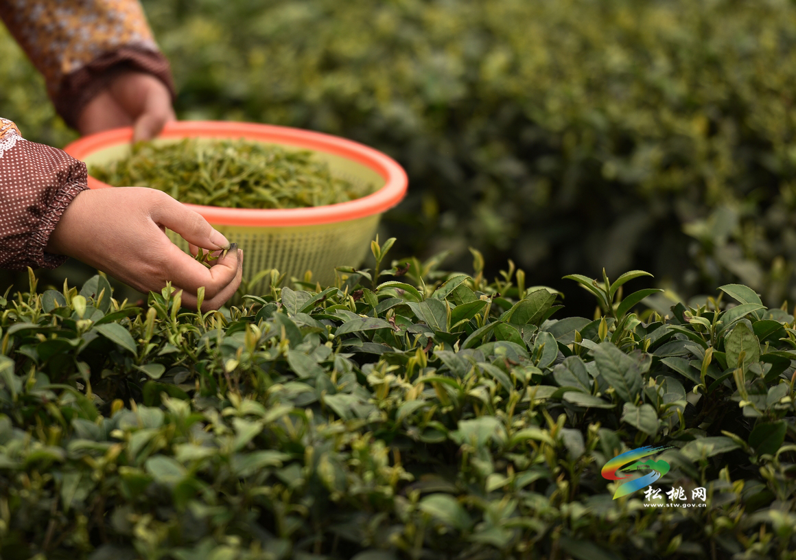 普覺現(xiàn)代農(nóng)業(yè)示范園區(qū)：喜看園區(qū)換新顏