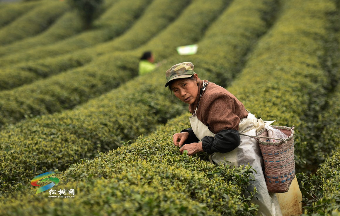 普覺現(xiàn)代農(nóng)業(yè)示范園區(qū)：喜看園區(qū)換新顏