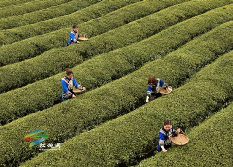 普覺現(xiàn)代農(nóng)業(yè)示范園區(qū)：喜看園區(qū)換新顏