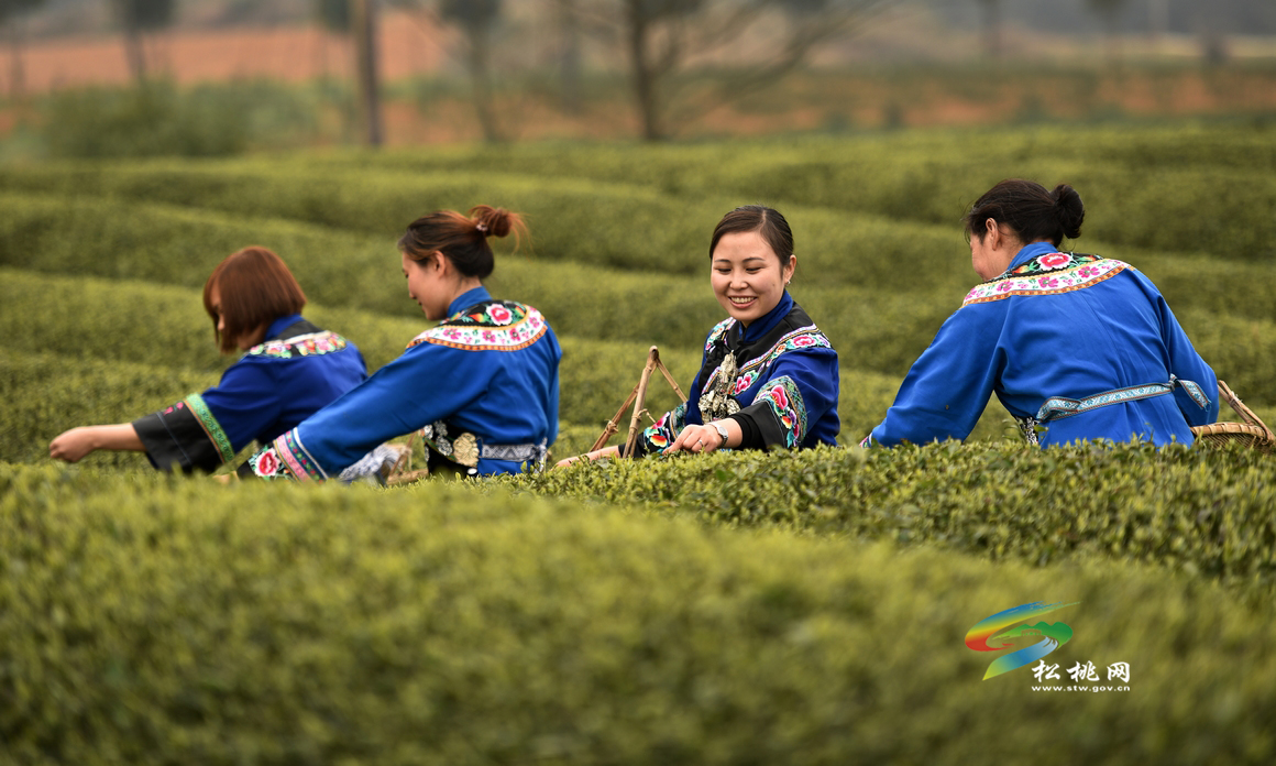 普覺現(xiàn)代農(nóng)業(yè)示范園區(qū)：喜看園區(qū)換新顏