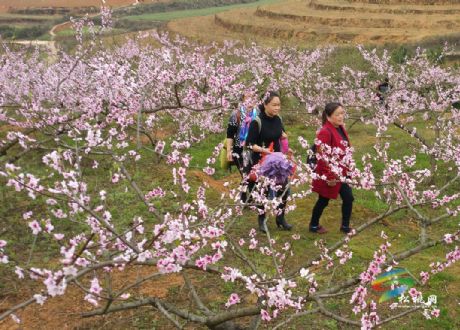 松桃：自駕游客踏春賞桃花