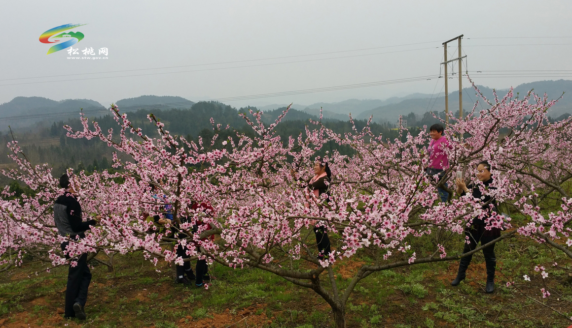 松桃：自駕游客踏春賞桃花