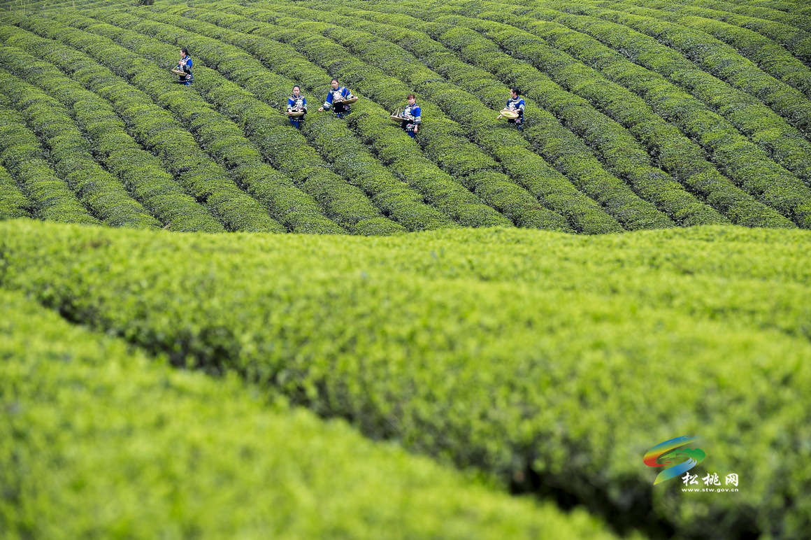 松桃攝影家協(xié)會年會暨“梵凈茶葉”杯一日攝影賽