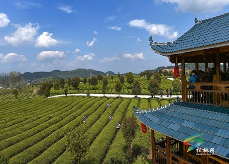 松桃攝影家協(xié)會年會暨“梵凈茶葉”杯一日攝影賽