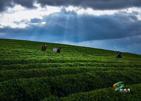 松桃正大茶農(nóng)搶采春茶