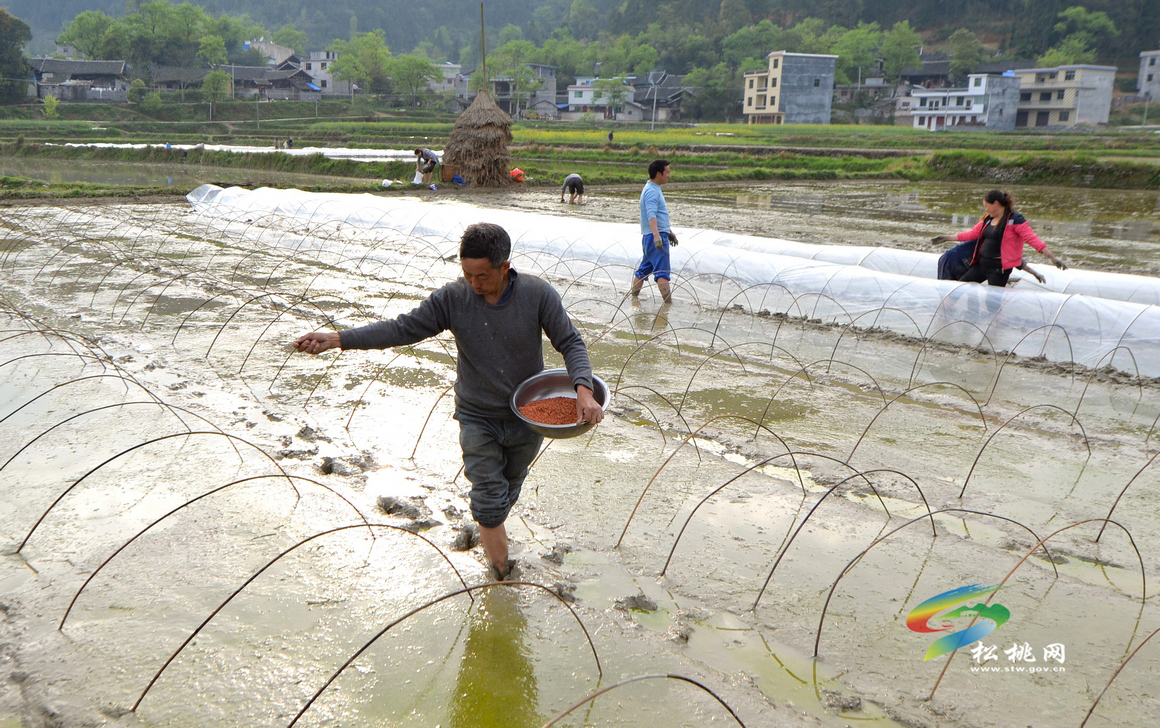 松桃：農(nóng)民春耕春種忙