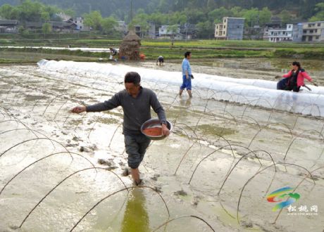 松桃：農(nóng)民春耕春種忙