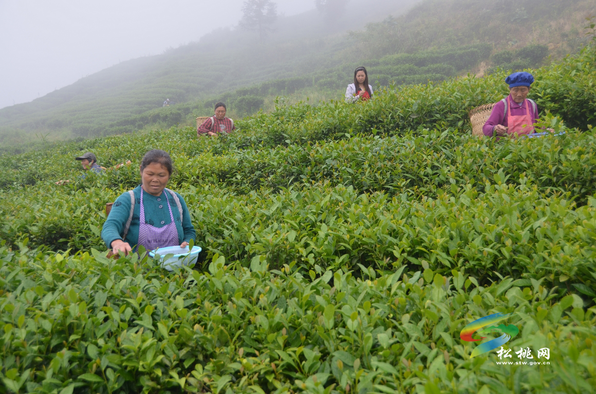 松桃有生態(tài)茶園20余萬畝