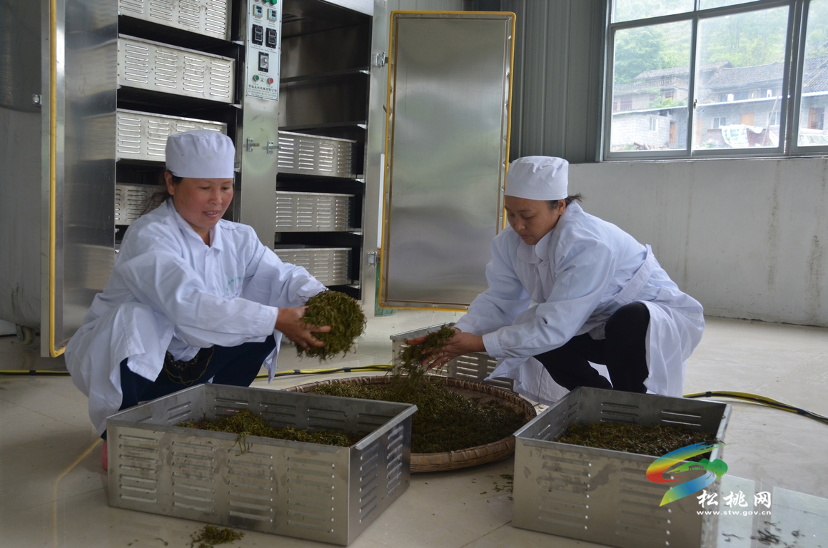 松桃有生態(tài)茶園20余萬畝