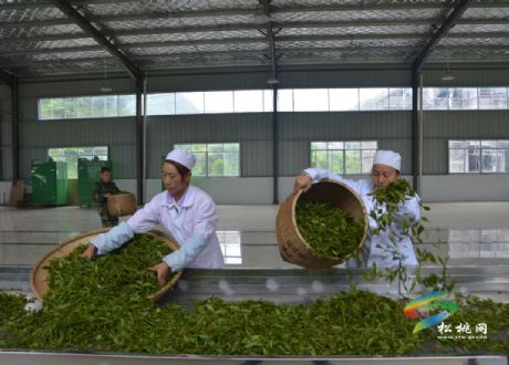 松桃有生態(tài)茶園20余萬畝