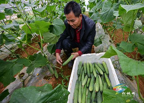 松桃:家庭綠色蔬菜+互聯(lián)網(wǎng)直上餐桌