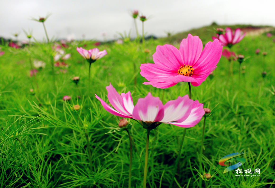 “水韻田園”百畝花卉進(jìn)入花期