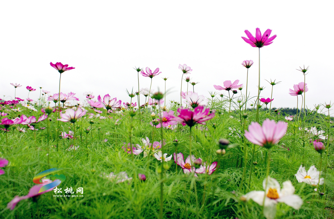 “水韻田園”百畝花卉進入花期