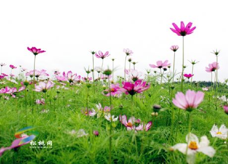 “水韻田園”百畝花卉進入花期