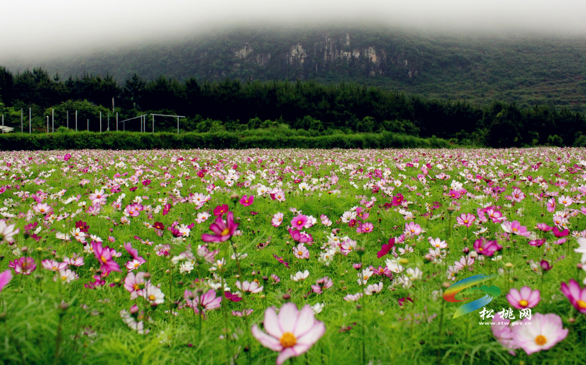 “水韻田園”百畝花卉進(jìn)入花期