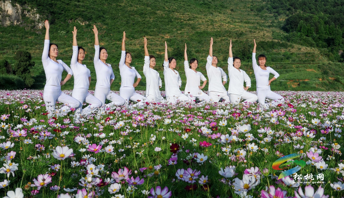 松桃：格桑花海醉游客