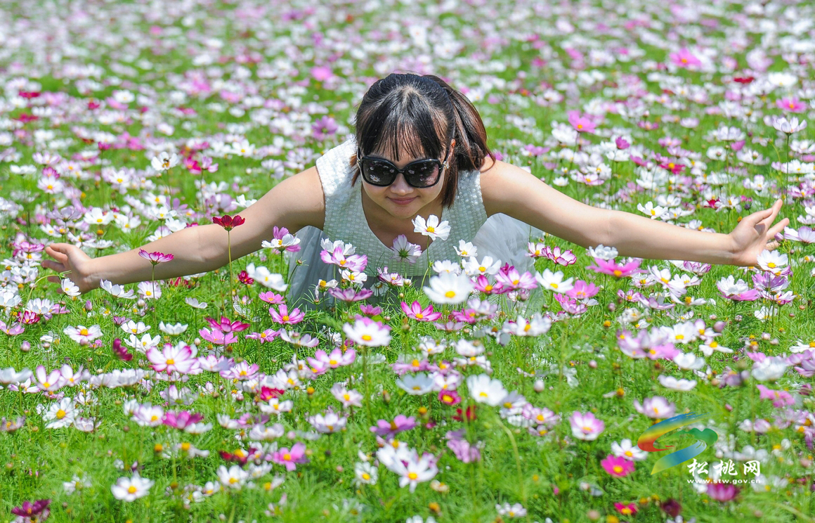 松桃：格桑花海醉游客