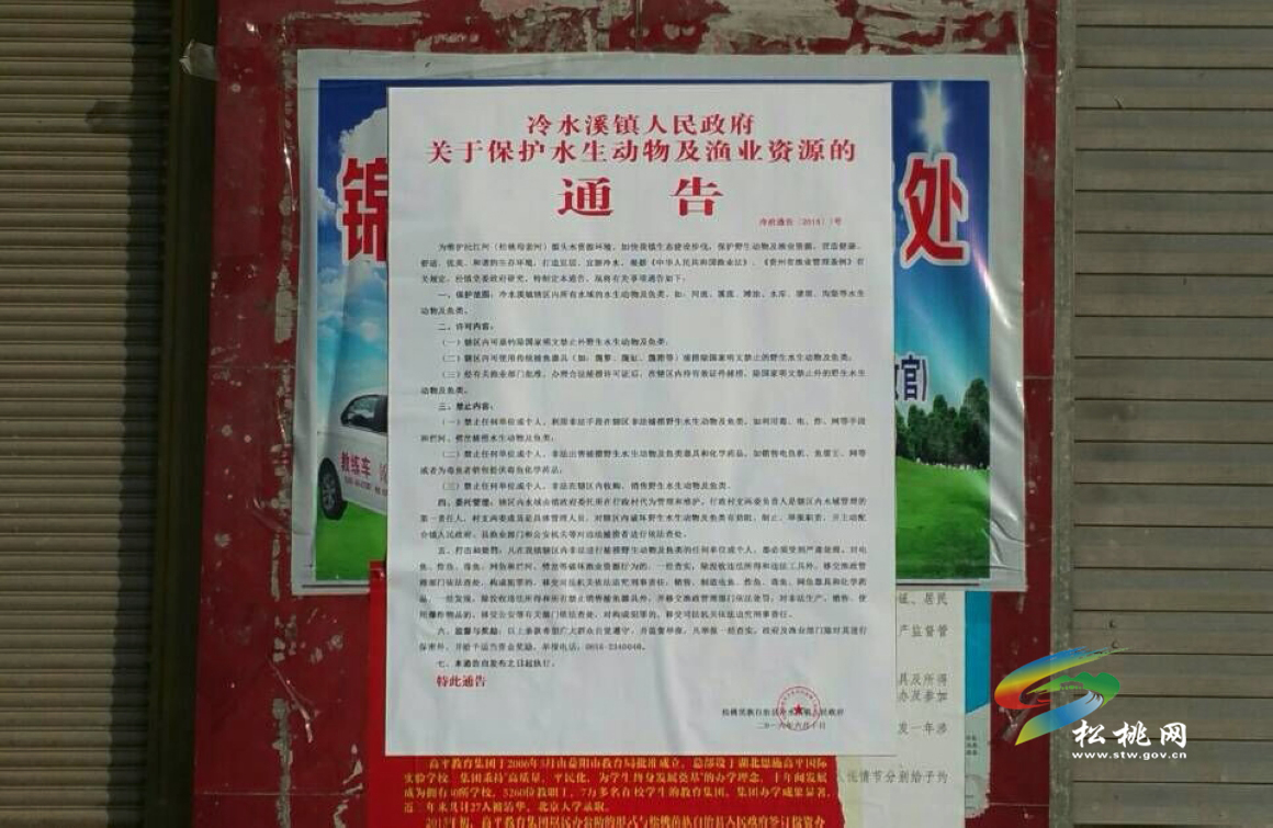 全民總動員，十萬魚苗下河灣！