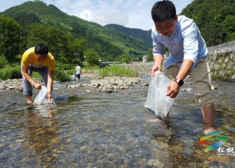 全民總動員，十萬魚苗下河灣！
