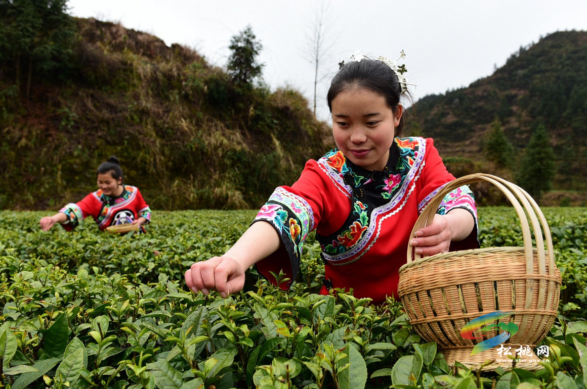 松桃：高山云霧茶開采