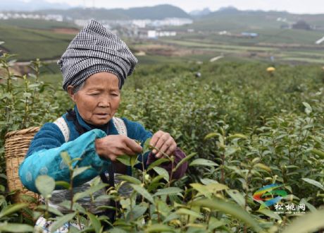 松桃：苗鄉(xiāng)茶農(nóng)忙采明前茶