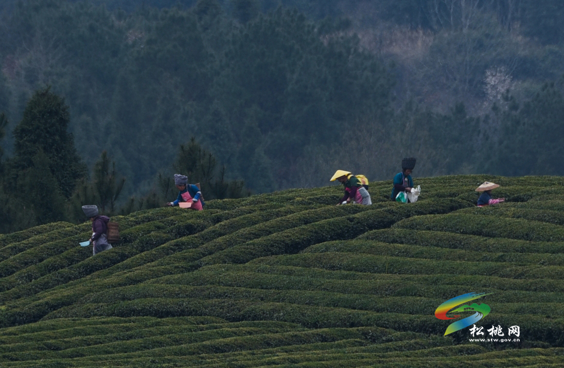 松桃：苗鄉(xiāng)茶農(nóng)忙采明前茶