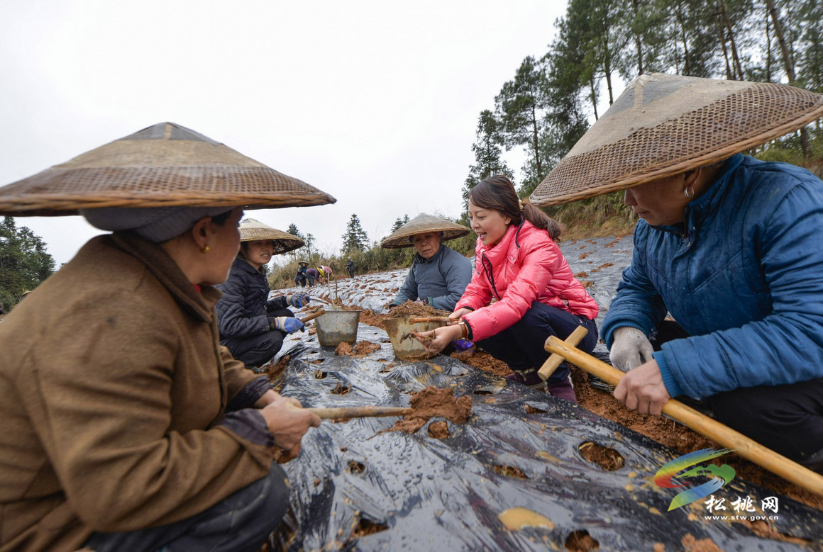 松桃：中藥材園區(qū)農(nóng)事忙