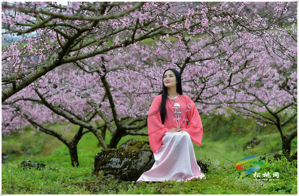 人面不知何處去,桃花依舊笑春風(fēng)