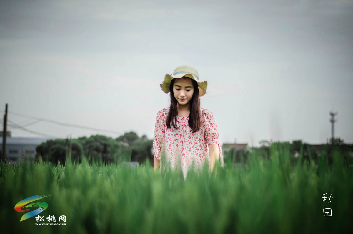 稻香