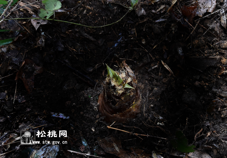 寫一首關(guān)于春筍的詩
