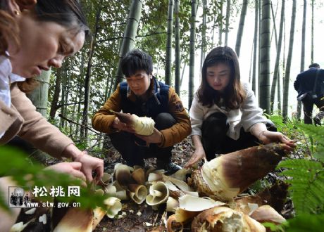寫一首關(guān)于春筍的詩(shī)