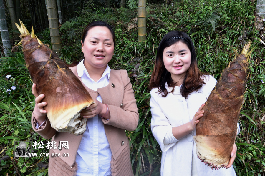 寫一首關(guān)于春筍的詩